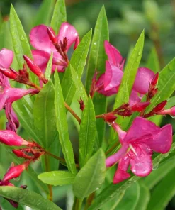 Oleander Live Plant - Austin Pretty Limits - Pink Flowers - 4