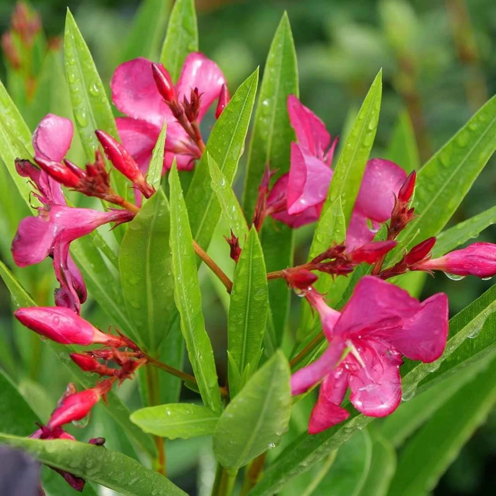 Oleander Live Plant - Austin Pretty Limits - Pink Flowers - 4" Pot - Outdoor Shrub - Image 1