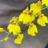 Oncidesa Gower Ramsey Orchid Live Plant – Dancing Lady Yellow Flowers – 2.5" Pot - Image 1