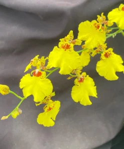 Oncidesa Gower Ramsey Orchid Live Plant – Dancing Lady Yellow Flowers – 2.5