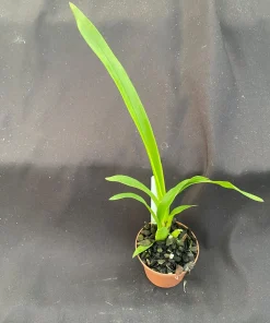Oncidesa Gower Ramsey Orchid Live Plant – Dancing Lady Yellow Flowers – 2.5