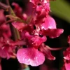 Oncidium Heaven Scent 'Redolence' Fragrant Orchid Live Plant 2.5" Pot - Image 1