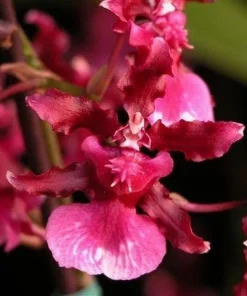 Oncidium Heaven Scent 'Redolence' Fragrant Orchid Live Plant 2.5