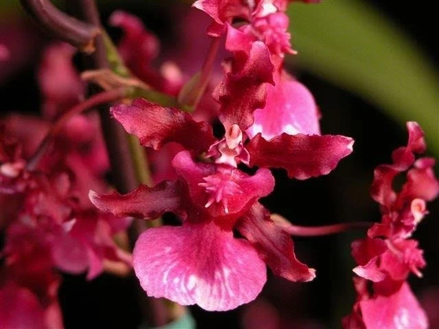 Oncidium Heaven Scent 'Redolence' Fragrant Orchid Live Plant 2.5" Pot - Image 1