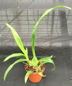 Oncidium Heaven Scent 'Redolence' Fragrant Orchid Live Plant 2.5" Pot - Image 2