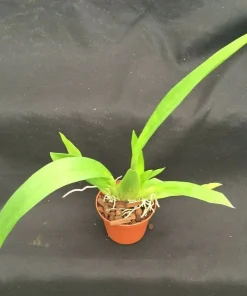 Oncidium Pacific Panache 'Fireside Fever' Orchid Live Plant – 2.5 inch Pot - Image 2