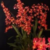 Oncidium Pacific Panache 'Fireside Fever' Orchid Live Plant – 2.5 inch Pot - Image 1