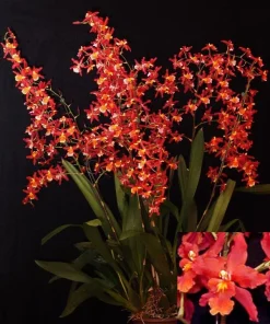 Oncidium Pacific Panache 'Fireside Fever' Orchid Live Plant – 2.5 inch Pot - Image 1