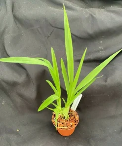 Oncidium Pacific Passage 'Handsome' Orchid Live Plant – 2.5 inch Pot - Image 2