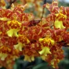 Oncidium Pacific Passage 'Handsome' Orchid Live Plant – 2.5 inch Pot - Image 1