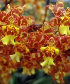 Oncidium Pacific Passage 'Handsome' Orchid Live Plant – 2.5 inch Pot - Image 1