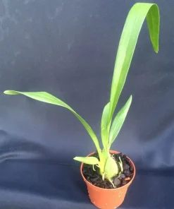 Oncidium Rex's Luck 'Firefly' Orchid Live Plant – 2.5 inch Pot – Indoor/Outdoor - Image 2