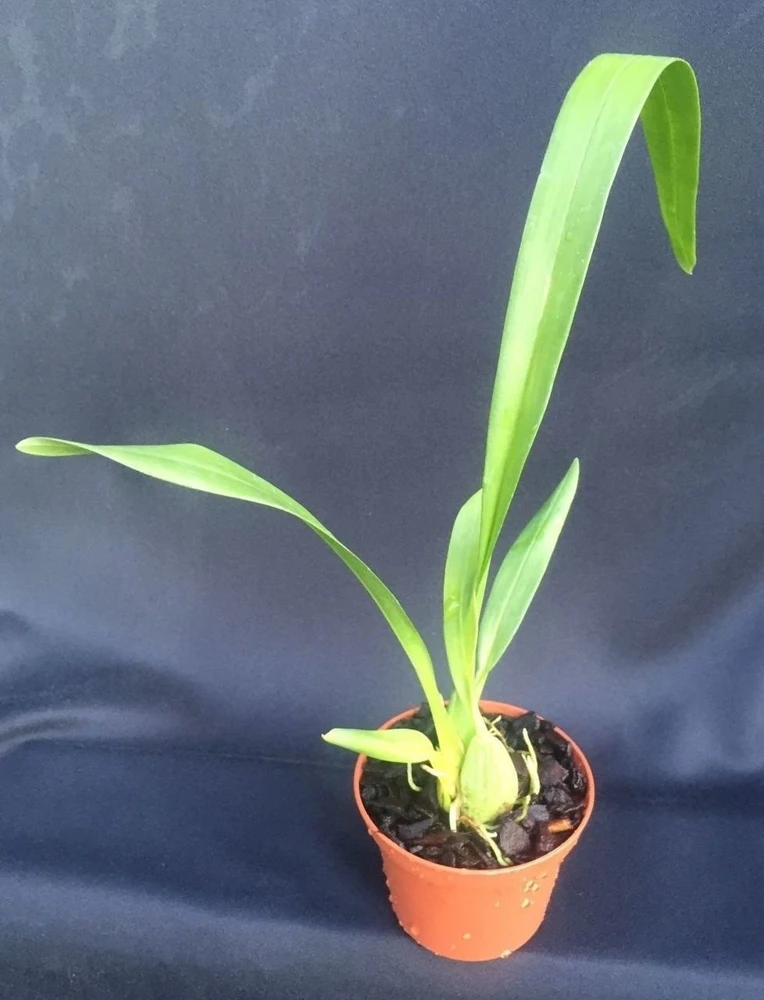 Oncidium Rex's Luck 'Firefly' Orchid Live Plant – 2.5 inch Pot – Indoor/Outdoor - Image 2