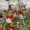 Oncidium Rex's Luck 'Firefly' Orchid Live Plant – 2.5 inch Pot – Indoor/Outdoor - Image 1