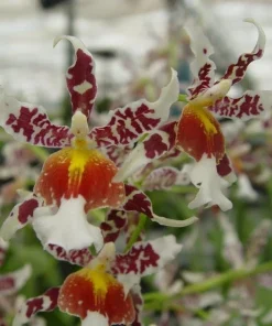 Oncidium Rex's Luck 'Firefly' Orchid Live Plant – 2.5 inch Pot – Indoor/Outdoor - Image 1
