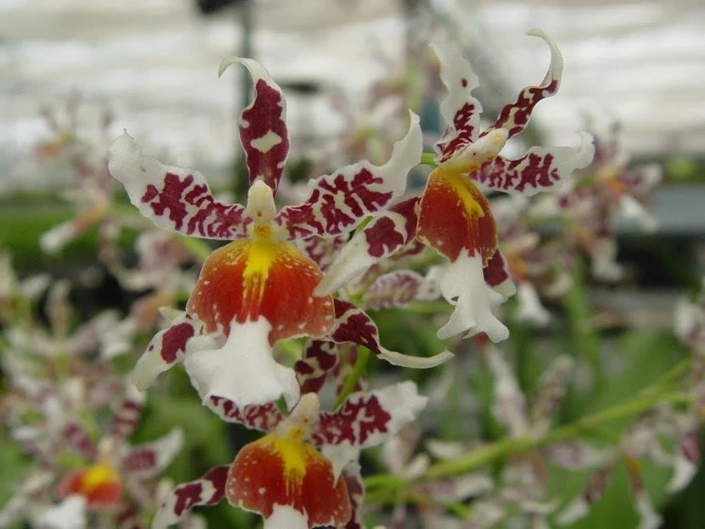 Oncidium Rex's Luck 'Firefly' Orchid Live Plant – 2.5 inch Pot – Indoor/Outdoor - Image 1