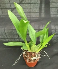 Oncidium Sharry Baby Orchid Live Plant - Chocolate Fragrance, 2.5 inch Pot - Image 2