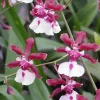 Oncidium Sharry Baby Orchid Live Plant - Chocolate Fragrance, 2.5 inch Pot - Image 1