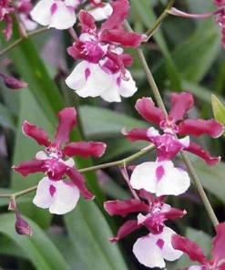 Oncidium Sharry Baby Orchid Live Plant - Chocolate Fragrance, 2.5 inch Pot - Image 1