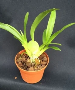 Oncidium Twinkle 'Fantasy' Miniature Orchid Live Plant – Fragrant, 2.5