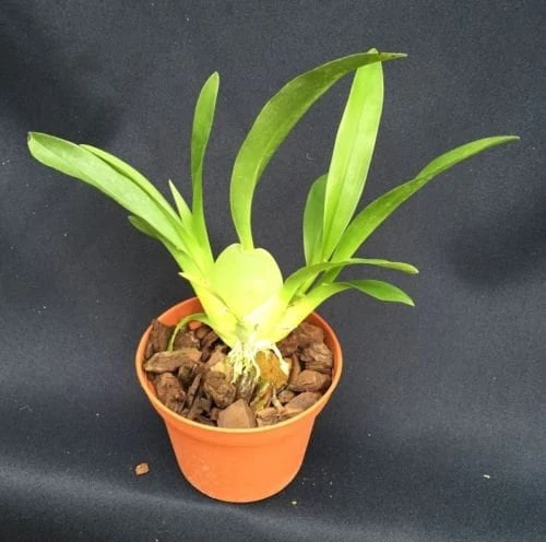 Oncidium Twinkle 'Fantasy' Miniature Orchid Live Plant – Fragrant, 2.5" Pot - Image 2