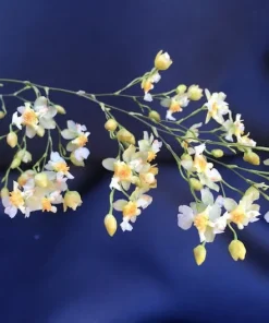 Oncidium Twinkle 'Fantasy' Miniature Orchid Live Plant – Fragrant, 2.5