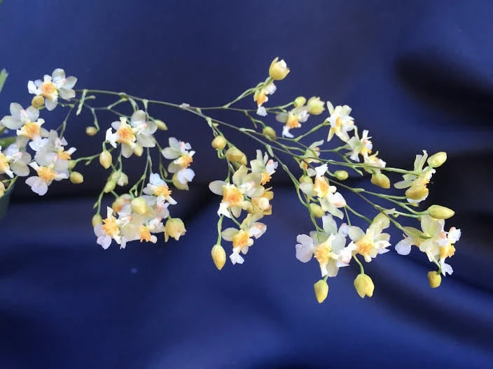 Oncidium Twinkle 'Fantasy' Miniature Orchid Live Plant – Fragrant, 2.5" Pot - Image 1
