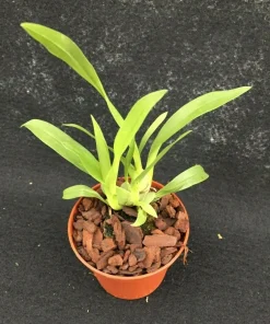 Oncidium Twinkle 'Yellow Bird' Miniature Orchid Live Plant - 2.5