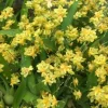 Oncidium Twinkle 'Yellow Bird' Miniature Orchid Live Plant - 2.5" Pot - Image 1