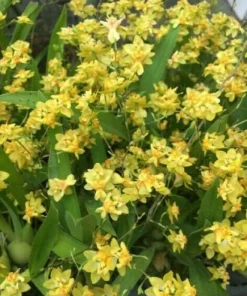 Oncidium Twinkle 'Yellow Bird' Miniature Orchid Live Plant - 2.5