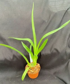 Oncidopsis Memoria Martin Orenstein 'Lulu' Orchid Live Plant 3