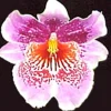 Oncidopsis Memoria Martin Orenstein 'Lulu' Orchid Live Plant 3" Pot - Image 1