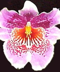 Oncidopsis Memoria Martin Orenstein 'Lulu' Orchid Live Plant 3