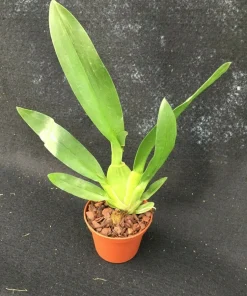 Oncostele Catatante 'Kilauea Karma' Orchid Live Plant 3 inch Pot - Image 2