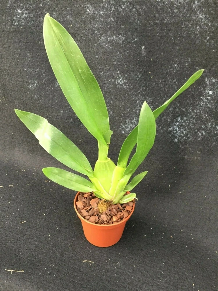 Oncostele Catatante 'Kilauea Karma' Orchid Live Plant 3 inch Pot - Image 2