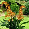 Oncostele Catatante 'Kilauea Karma' Orchid Live Plant 3 inch Pot - Image 1