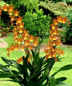 Oncostele Catatante 'Kilauea Karma' Orchid Live Plant 3 inch Pot - Image 1