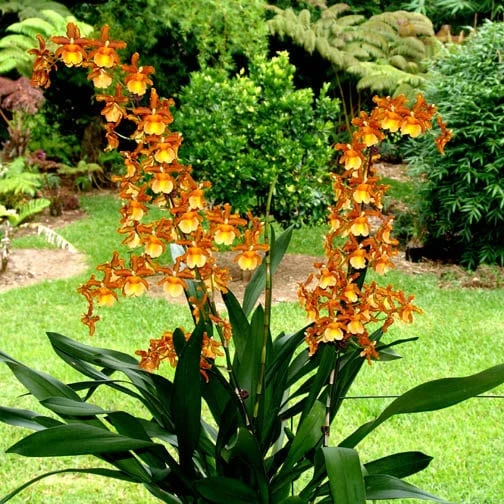 Oncostele Catatante 'Kilauea Karma' Orchid Live Plant 3 inch Pot - Image 1