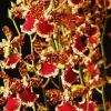 Oncostele Everglades Elegance 'Nancy Lee' Orchid Live Plant - 2.5 inch Pot, Indoor - Image 1