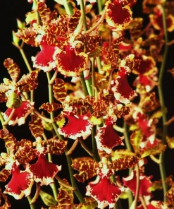 Oncostele Everglades Elegance 'Nancy Lee' Orchid Live Plant - 2.5 inch Pot, Indoor - Image 1