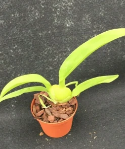 Oncostele Everglades Elegance 'Nancy Lee' Orchid Live Plant - 2.5 inch Pot, Indoor - Image 2