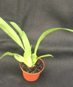 Oncostele Pacific Perspective 'Pacific Heat' Orchid Live Plant 2.5 inch Pot - Image 2