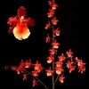 Oncostele Pacific Perspective 'Pacific Heat' Orchid Live Plant 2.5 inch Pot - Image 1