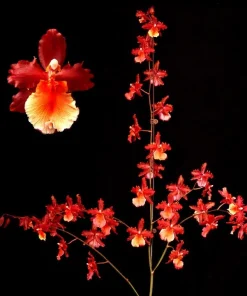 Oncostele Pacific Perspective 'Pacific Heat' Orchid Live Plant 2.5 inch Pot - Image 1