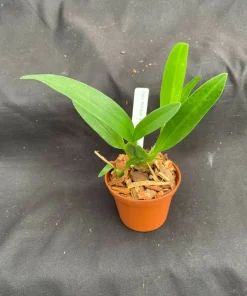 Oncostele Wildcat 'Bobcat' Orchid Live Plant – 2.5 inch Pot – Indoor Flowering - Image 2