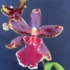 Oncostele Wildcat 'Bobcat' Orchid Live Plant – 2.5 inch Pot – Indoor Flowering - Image 1