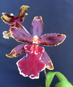 Oncostele Wildcat 'Bobcat' Orchid Live Plant – 2.5 inch Pot – Indoor Flowering - Image 1
