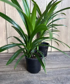 ONE Pandan Plant, pandanus, pandan in 4