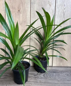 ONE Pandan Plant, pandanus, pandan in 4