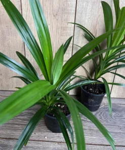 ONE Pandan Plant, pandanus, pandan in 4